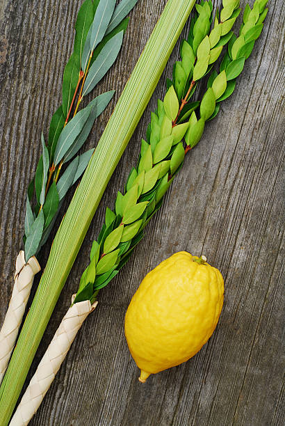 lulav i etrog - cytron zdjęcia i obrazy z banku zdjęć