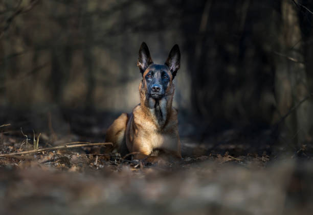 Portrait of a young belgian shepherd with black face. The dog lies calmly, lit by the rays of the sun breaking through the trees in the forest