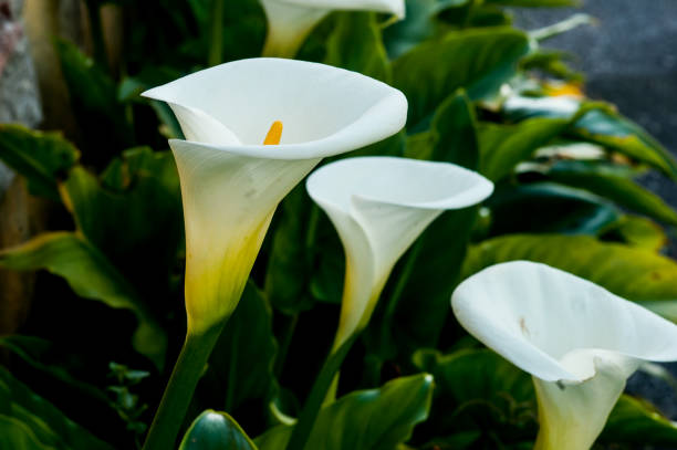 istock close up of a calla lily flower bush. Focus on foreground 1219033549
