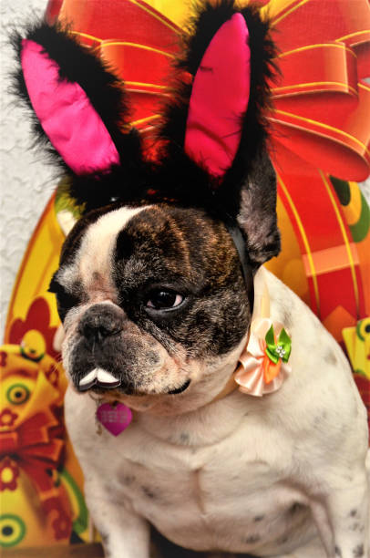 istock A hilarious French bulldog rabbit 1219034113