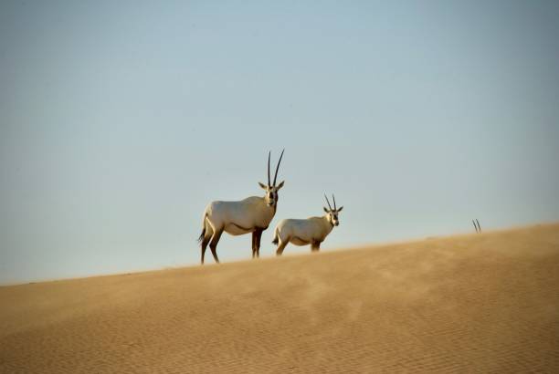 oryx árabe nas dunas de areia em dubai - arabian oryx - fotografias e filmes do acervo