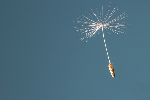 a close-up of the seed of a dandelion against a blue background