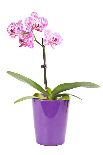 Orchid in flowerpot