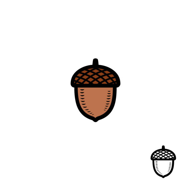 ilustraciones, imágenes clip art, dibujos animados e iconos de stock de conjunto de bellotas. colección de bellotas de icono. vector - acorn