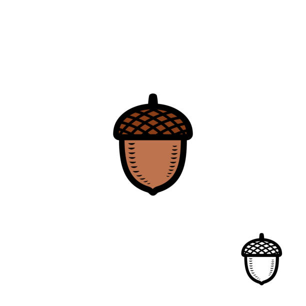 ilustrações, clipart, desenhos animados e ícones de acorns definido. ícone de coleção bolota. vetor - bolota