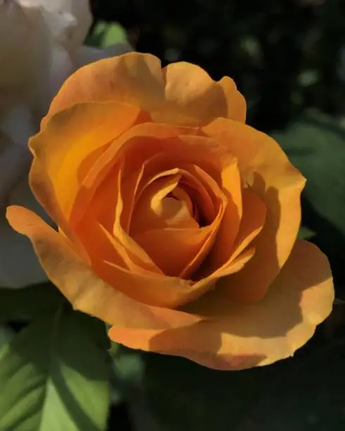 Flourishing of lavish Anne Harkness yellow rose flower