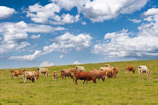 istock Herd of cows grazing on pasture under cloudy sky 121903728