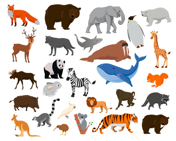 World map with wildlife animals and plants_ Cartoon animals. Big collection sea animals, wild animals, woodland animals. the boar fish stock illustrations