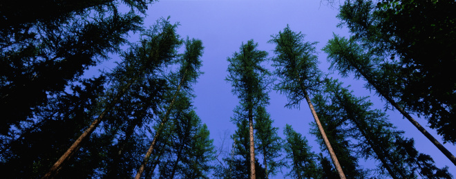Sky view of pine trees at golden hour, sunset