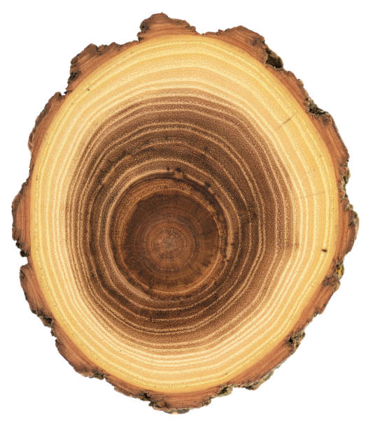 istock Unusual shape wood slab texture. Acacia tree cross section with growth rings and bark isolated on white background 1219040161