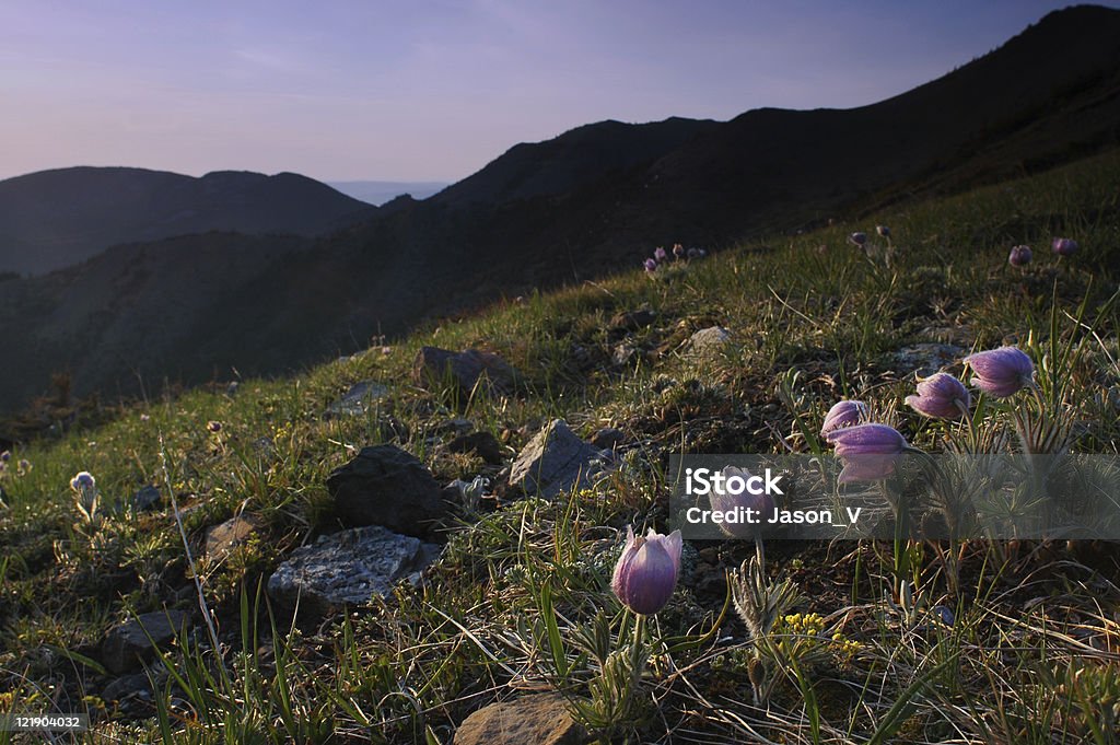 Croco Bloom in Montagne Rocciose - Foto stock royalty-free di Alberta