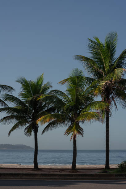 istock Palm trees on the street 1219042655