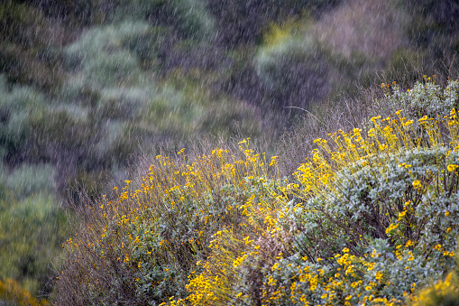 Blurred spring rain falling on pretty yellow wildflowers