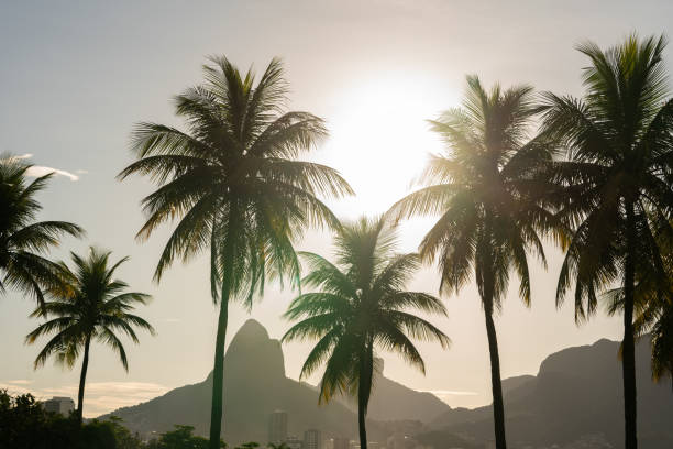 istock Palm trees silhouettes on the sunny day in Rio de Janeiro 1219042714
