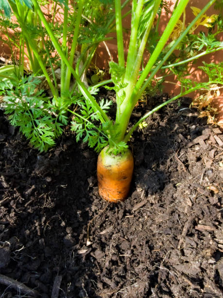 istock Rainbow F1 carrot growing in a pot 1219042722