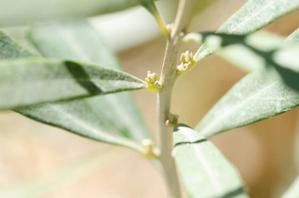 close-up of an olive branch - fotografia de stock