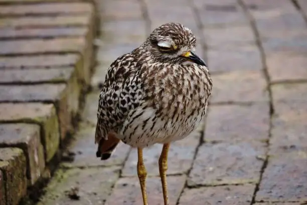 Portrait of a dozy Water thick-knee Bird. Photo taken at Birds of Eden Free Flight Sanctuary in Plettenberg Bay in South Africa.