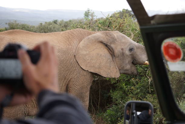 istock Safari Tour Experience at Addo Elephant National Park 1219043674