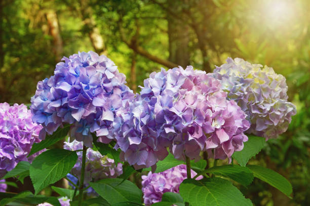 fiori di ortensia in giardino - hydrangea gardening blue ornamental garden foto e immagini stock