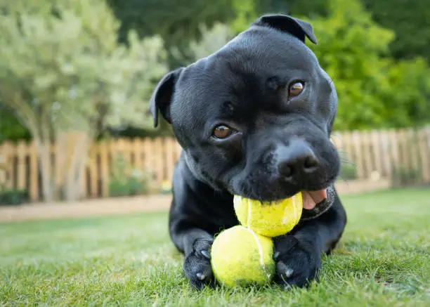 Photo of Cute Staffordshie Bull Terrier dog lying on grass chewing tow tennis balls looking striaght at the camera, with his head slighlty cocked on one side.