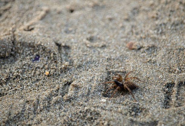 small brown spider walking on a sandy european beach - sandy brown fotos imagens e fotografias de stock