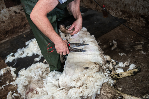 A shearer shredding manually a sheep in an Irish farm