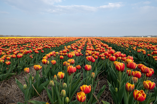 colorful tulip fields in the Netherlands during Spring, Flevoland Noordoostpolder colourful tulip filds with a blue cloudy sky at dusk evening