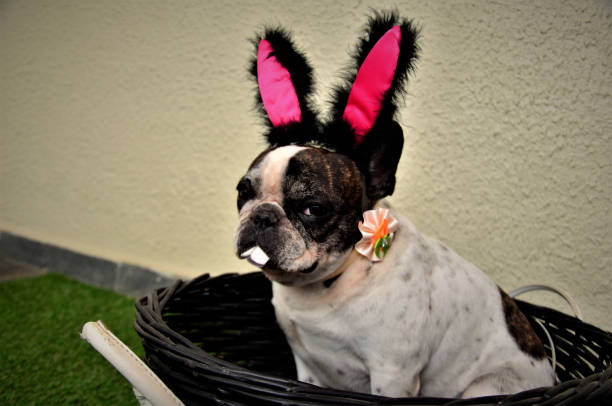 istock Hilarious Easter bunny bulldog in black basket 1219045979