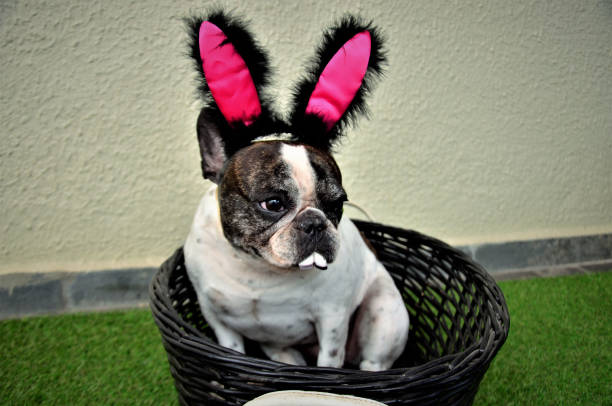 istock Easter bunny bulldog in basket 1219045980