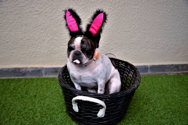 istock Behaved French rabbit bulldog in Easter basket 1219045981