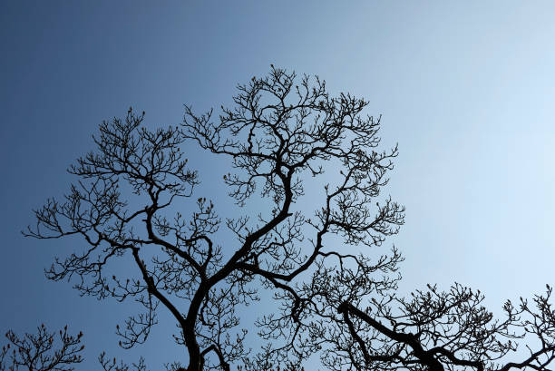 Magnolia × soulangeana tree in winter