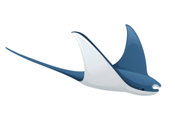 istock Manta ray underwater giant animal with wings simple cartoon character design flat vector illustration isolated on white background 1219046294