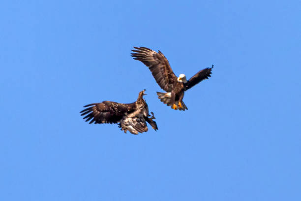 istock bald eagles fighting each other for food 1219046301
