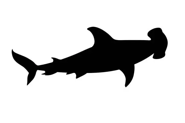 Vector illustration of Black silhouette hammerhead shark underwater giant animal simple cartoon character design flat vector illustration isolated on white background