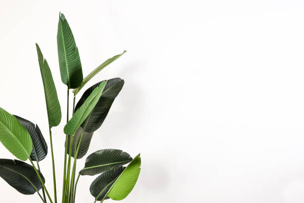 daun hijau besar di latar belakang terisolasi putih - tanaman hias tumbuhan potret stok, foto, & gambar bebas royalti