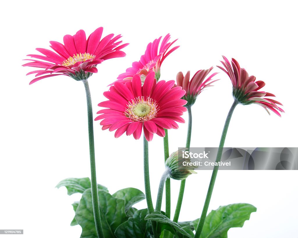 gerbera Rosa daisies isolato su sfondo bianco - Foto stock royalty-free di Composizione orizzontale