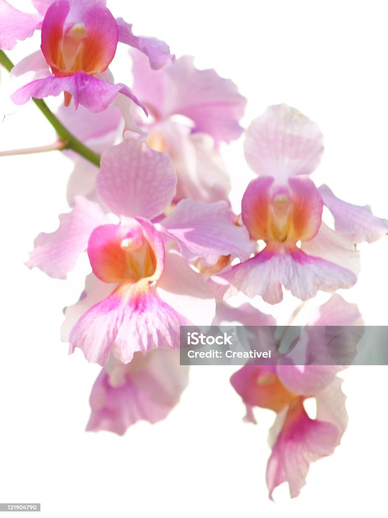 Bela Orquídea em fundo branco selvagem - Foto de stock de Beleza natural - Natureza royalty-free