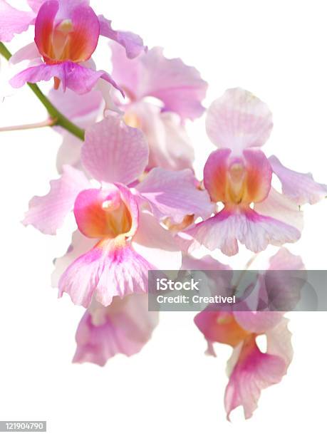 Bela Orquídea Em Fundo Branco Selvagem - Fotografias de stock e mais imagens de Beleza natural - Beleza natural, Cabeça de Flor, Cor de rosa