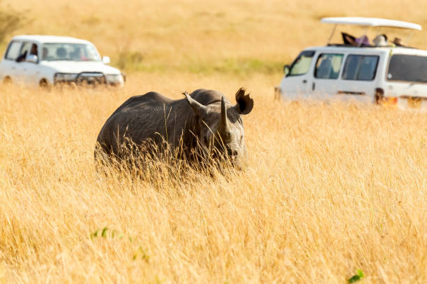 istock Black Rhinoceros at wild with Safari Vehicles 1219048079