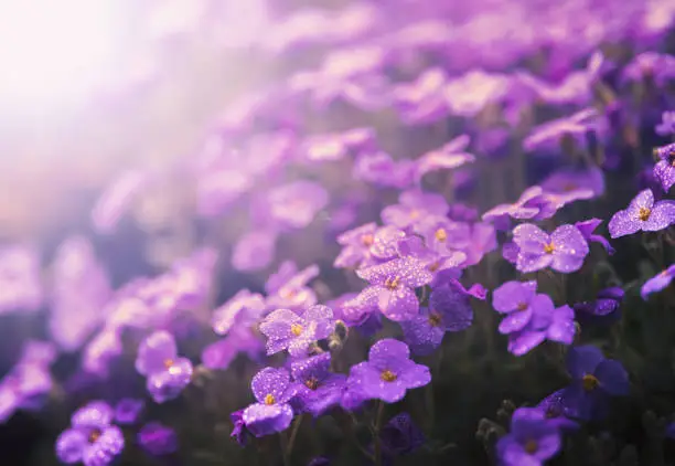 morning light purple flowers (Aubrieta) in the garden