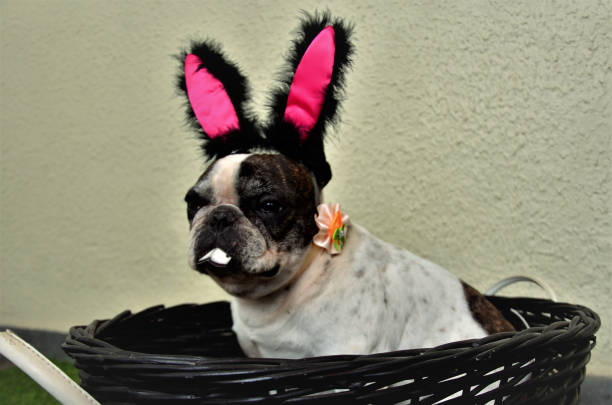 istock Quiet French rabbit bulldog in basket 1219048164