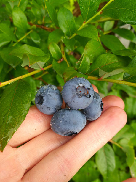 istock ripe blue blueberries on a branch in  garden 1219048216