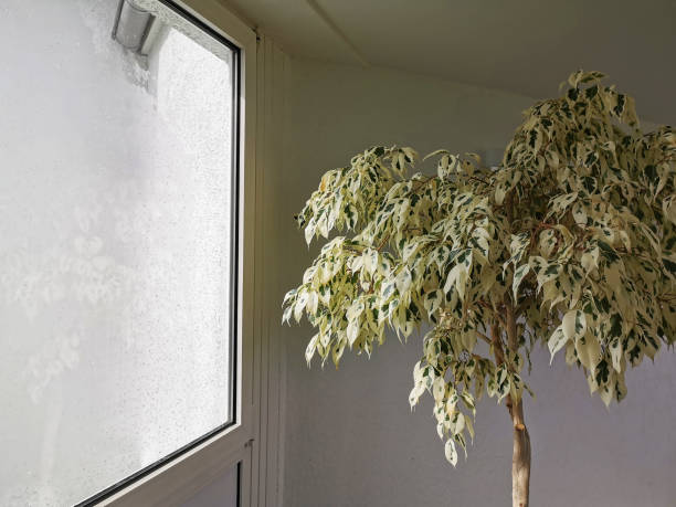 istock A house plant with white green leaves 1219049461