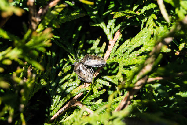 Grey Garden Bug Raphigaster Nebulosa - the gray garden bug phalacrocorax africanus stock pictures, royalty-free photos & images