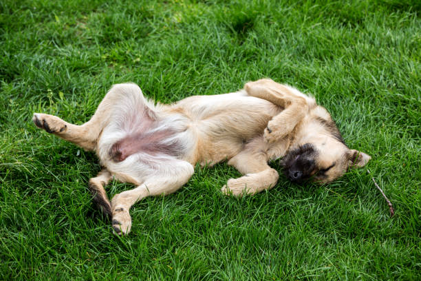 Dog resting on grass Mongrel dog resting on grass lying on back with eyes closed animal abdomen photos stock pictures, royalty-free photos & images