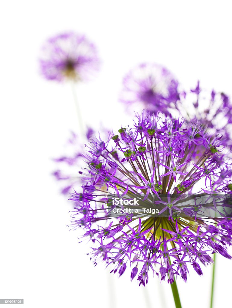 Magnifique Allium/abstraites sur blanc - Photo de Ail - Liliacées libre de droits