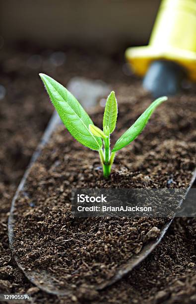 Vida Nova - Fotografias de stock e mais imagens de Agricultura - Agricultura, Cavar, Colocar Planta em Vaso