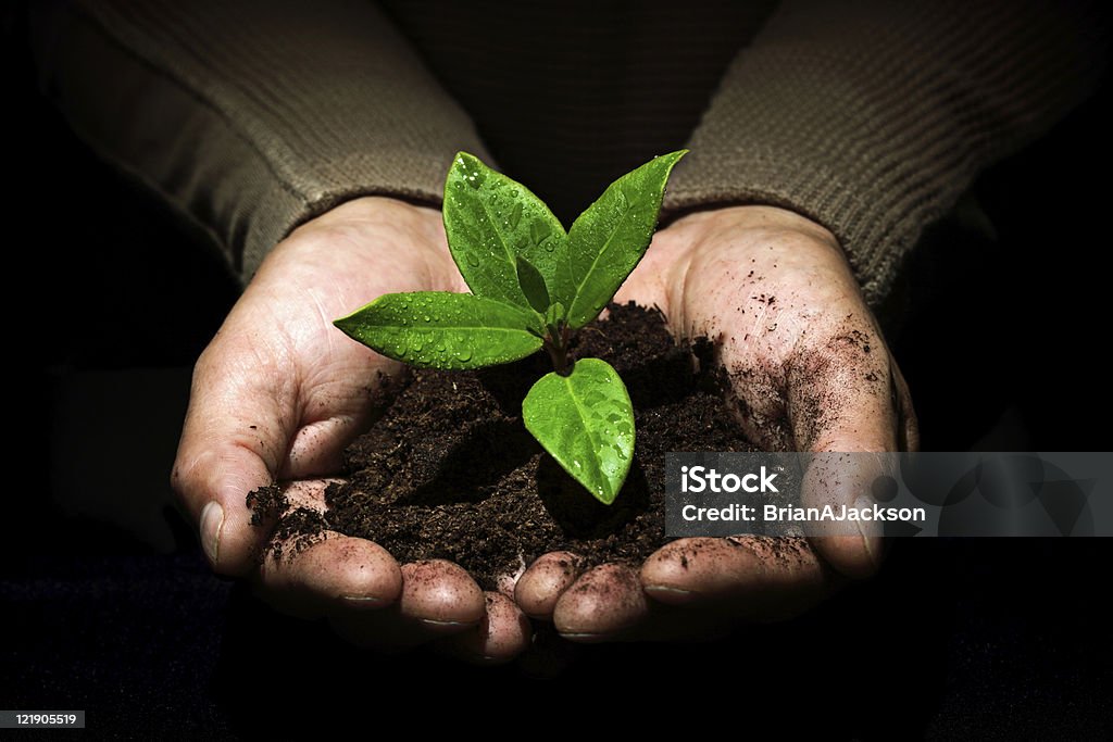 Cuidar do novo desenvolvimento - Foto de stock de Agricultor royalty-free