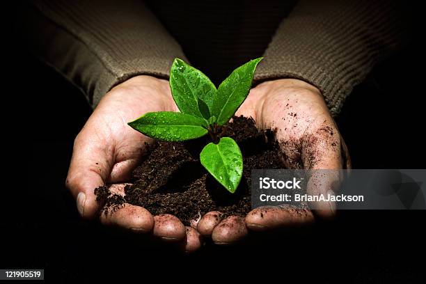 Foto de Cuidar Do Novo Desenvolvimento e mais fotos de stock de Agricultor - Agricultor, Agricultura, Carregar