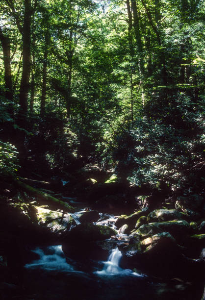 istock Great Smoky Mountains NP - Brook Vertical - 2003 1219055438